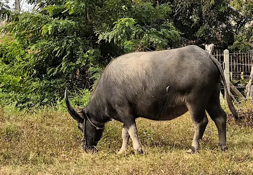 Thailand Isaan Wasserbueffel