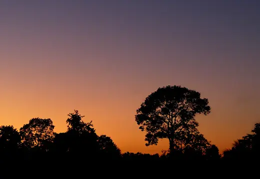 Laos Mekong Don Det Sonnenuntergang Baum
