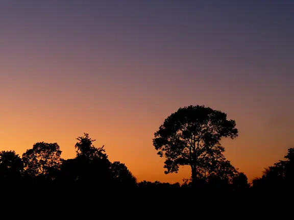 Laos Mekong Don Det Sonnenuntergang Baum