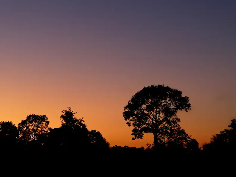 Laos Mekong Don Det Sonnenuntergang Baum