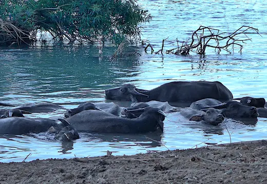 Laos Mekong Don Det Wasserbueffel