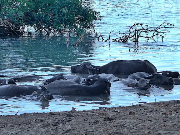 Laos Mekong Don Det Wasserbueffel