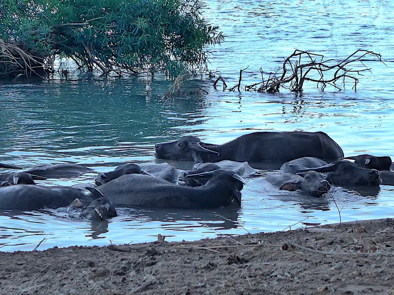 Laos Mekong Don Det Wasserbueffel
      