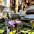 Laos Pakse Tempel Teich Lotus