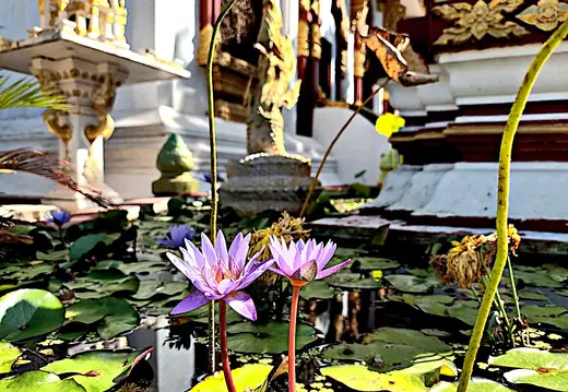 Laos Pakse Tempel Teich Lotus