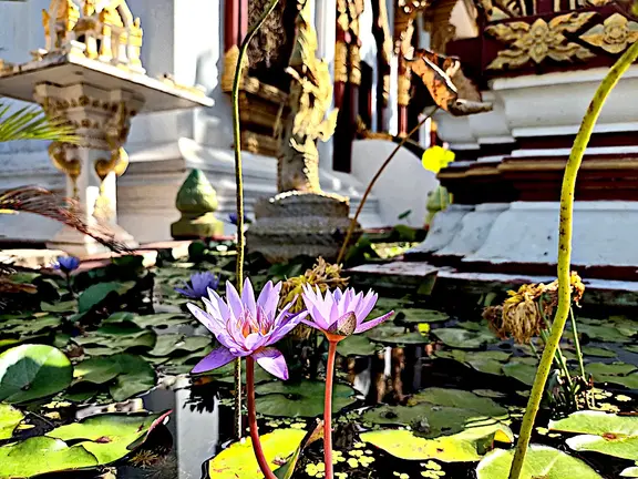 Laos Pakse Tempel Teich Lotus