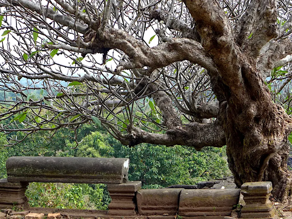 Laos Wat Phu Frangipani Baum