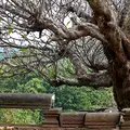 Laos Wat Phu Frangipani Baum