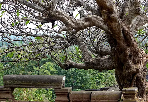 Laos Wat Phu Frangipani Baum