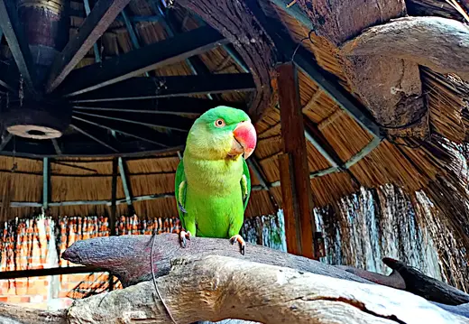Kambodscha Unterkunft Papagei