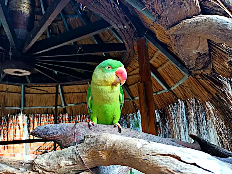 Kambodscha Unterkunft Papagei
      