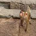Kambodscha Angkor Affe