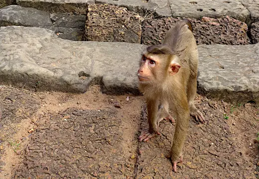 Kambodscha Angkor Affe