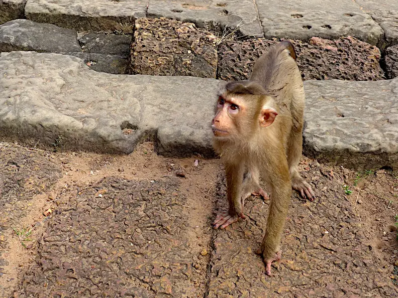 Kambodscha Angkor Affe