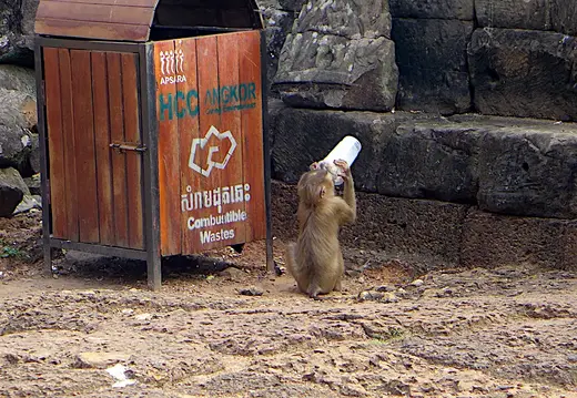 Kambodscha Angkor Affe Trinkbecher