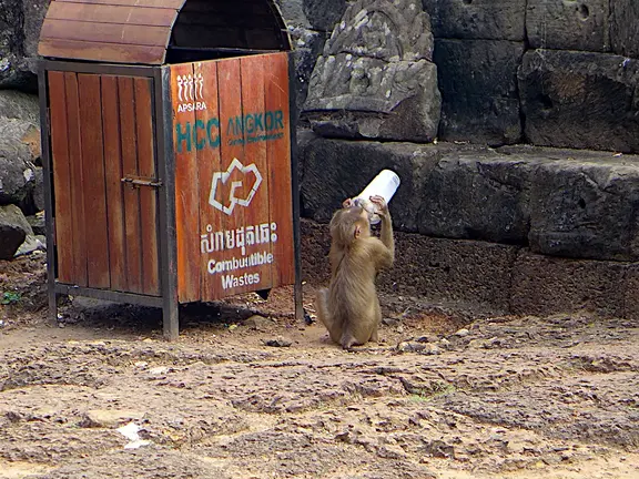 Kambodscha Angkor Affe Trinkbecher