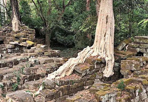 Kambodscha Angkor Steine Baum
