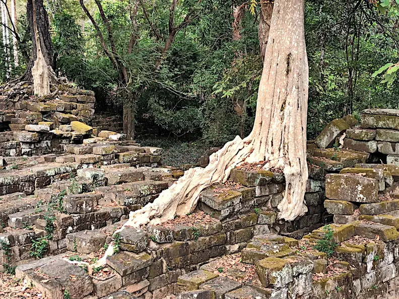 Kambodscha Angkor Steine Baum