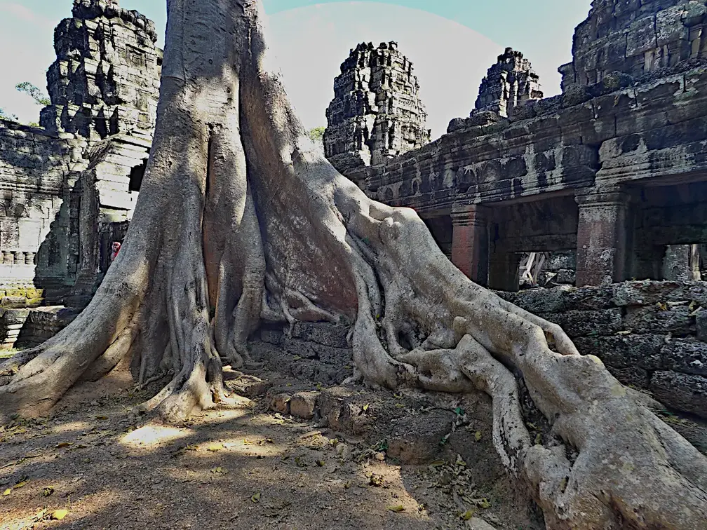 Kambodscha Angkor Tempel Baum Wurzel