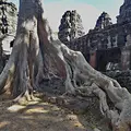 Kambodscha Angkor Tempel Baum Wurzel