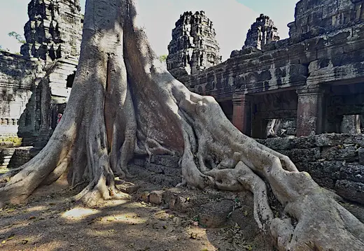 Kambodscha Angkor Tempel Baum Wurzel