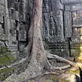 Kambodscha Angkor Tempel Suedoestlich Prasat Baum