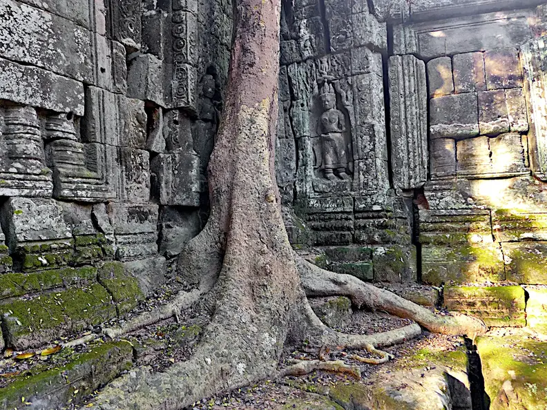 Kambodscha Angkor Tempel Suedoestlich Prasat Baum