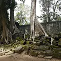 Kambodscha Angkor Tempel TaProhm Mauer Baum