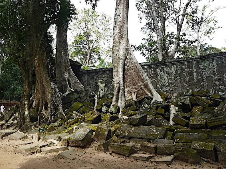 Kambodscha Angkor Tempel TaProhm Mauer Baum
      
