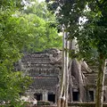 Kambodscha Angkor Tempel TaProhm Baum Riesig