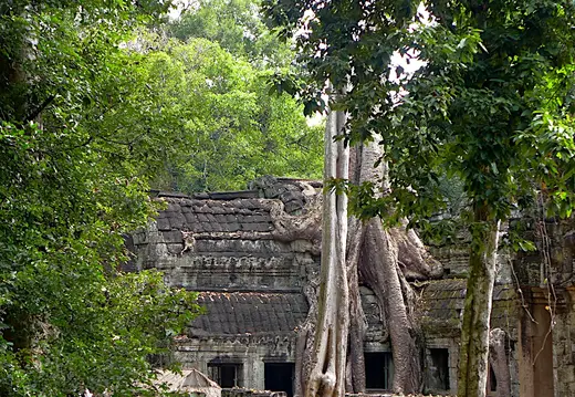 Kambodscha Angkor Tempel TaProhm Baum Riesig