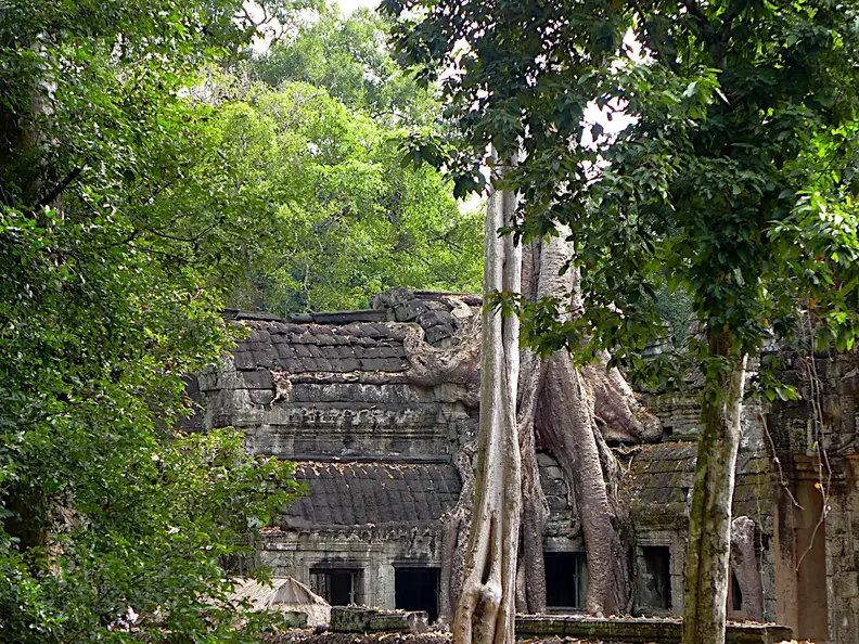 Kambodscha Angkor Tempel TaProhm Baum Riesig
      