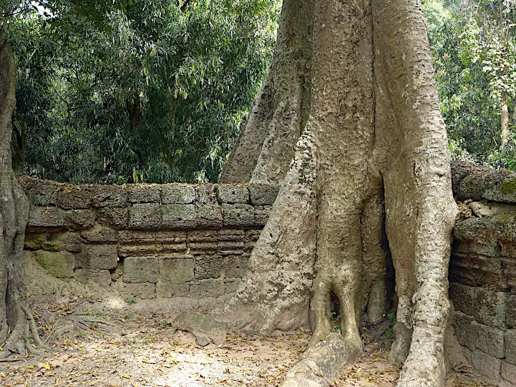 Kambodscha Angkor Tempel TaProhm Mauer Baum1