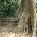 Kambodscha Angkor Tempel TaProhm Mauer Baum1