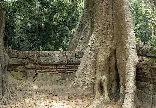 Kambodscha Angkor Tempel TaProhm Mauer Baum1