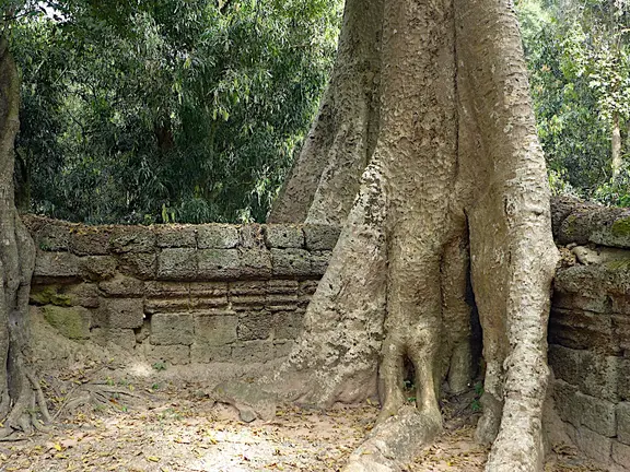 Kambodscha Angkor Tempel TaProhm Mauer Baum1