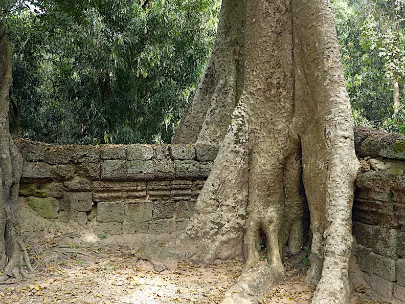 Kambodscha Angkor Tempel TaProhm Mauer Baum1
      