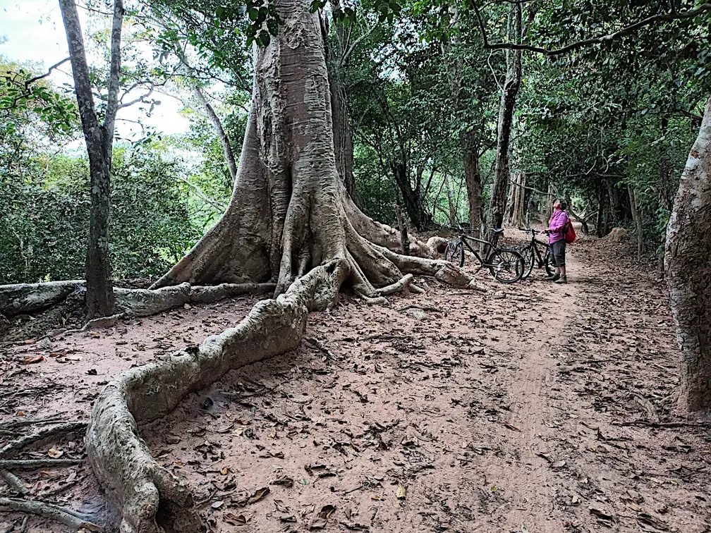 Kambodscha Angkor Urwaldbaum