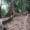 Kambodscha Angkor Urwaldbaum