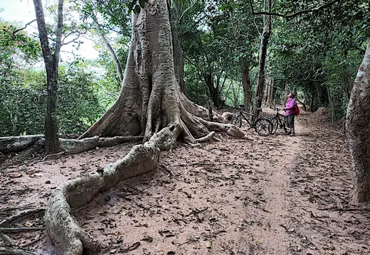 Kambodscha Angkor Urwaldbaum