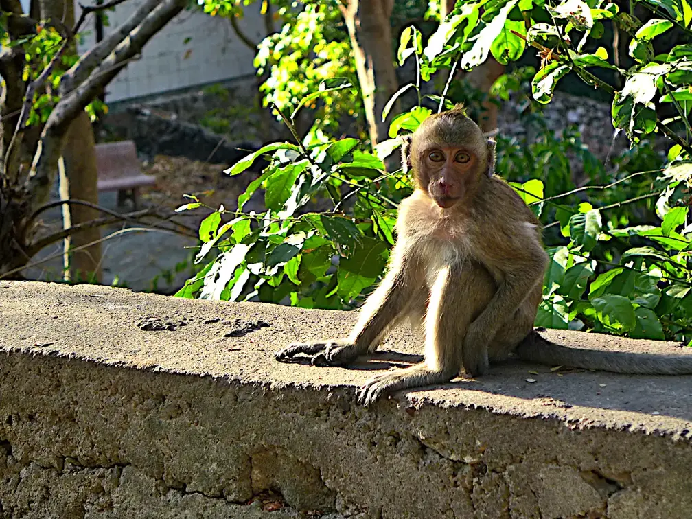 Kambodscha Phnom Sampow Tempel Affe