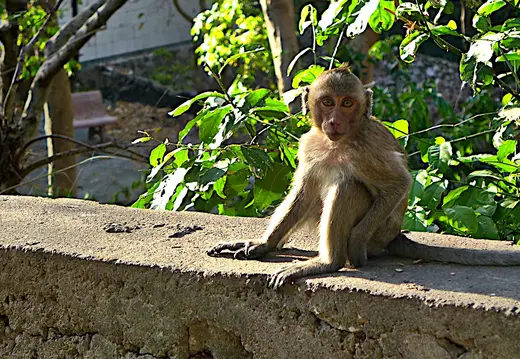 Kambodscha Phnom Sampow Tempel Affe