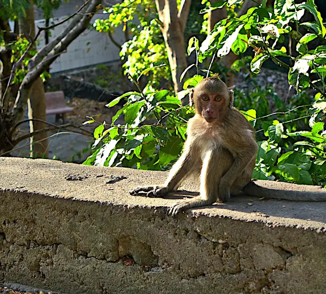 Kambodscha Phnom Sampow Tempel Affe
      