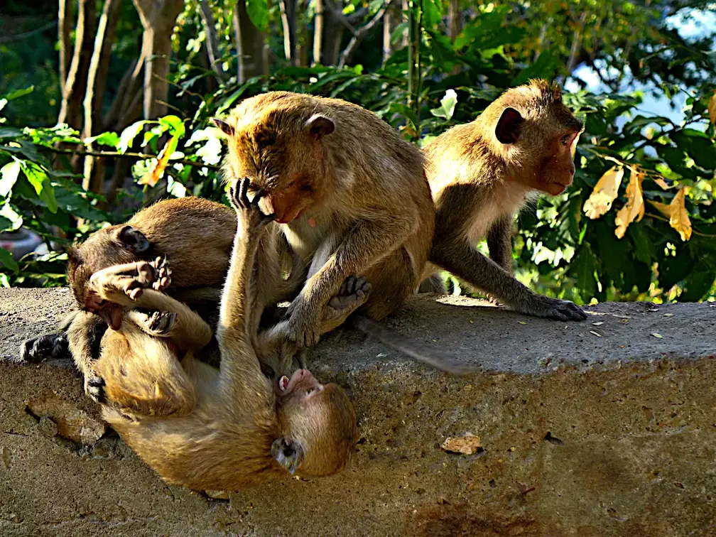 Kambodscha Phnom Sampow Tempel Affen Spielend