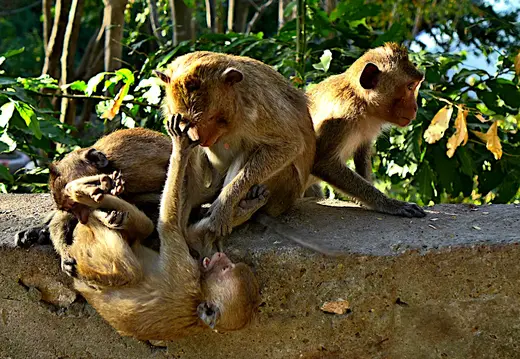 Kambodscha Phnom Sampow Tempel Affen Spielend