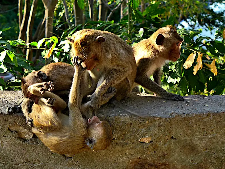 Kambodscha Phnom Sampow Tempel Affen Spielend