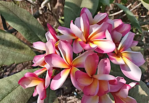 Thailand Provinz Chanthaburi Blueten