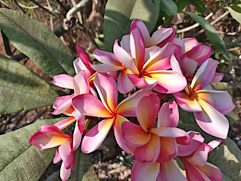 Thailand Provinz Chanthaburi Blueten