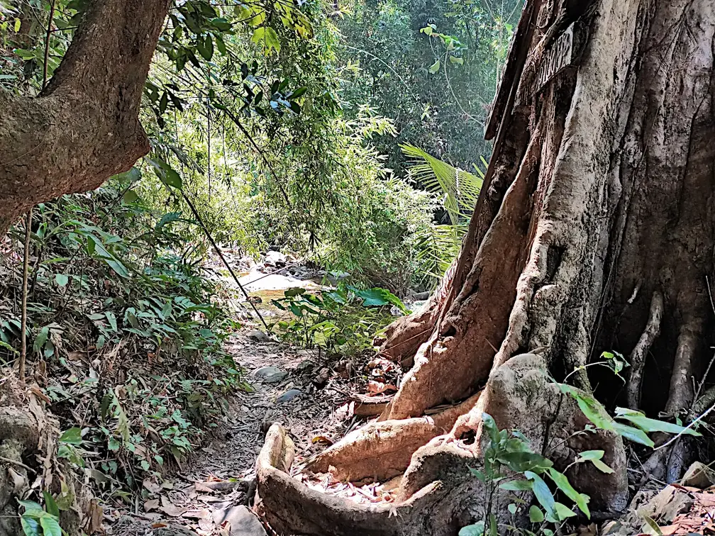 Thailand Provinz Chanthaburi Dschungel