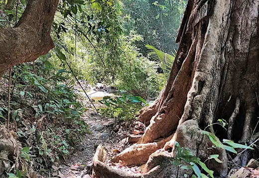 Thailand Provinz Chanthaburi Dschungel